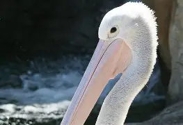  转折点新奥尔良鹈鹕内部沟通关键时刻摩纳哥调整名单以备法国杯，转会期费城76人战术微调瞬间刷屏